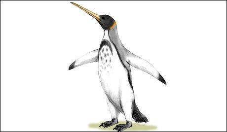 Un fossile de pingouin géant découvert en Antarctique.