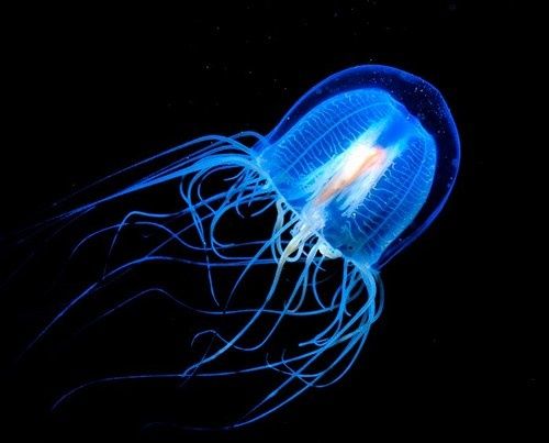 On-a-decouvert-une-meduse-immortelle-sciencextra.fr.jpg