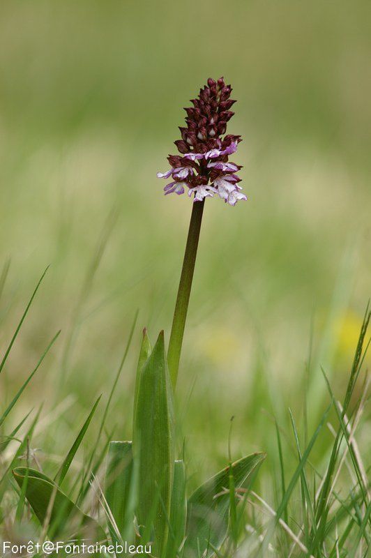 Orchidée Pourpre