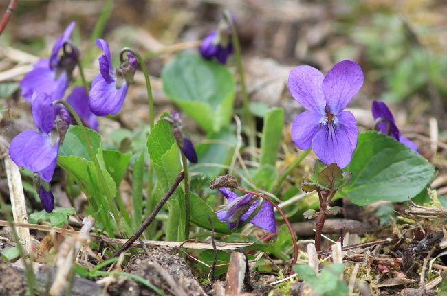 violettes au début du printemps