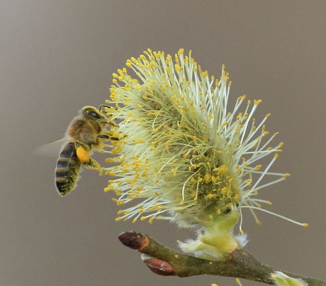 abeille butinant sur un chaton au printemps