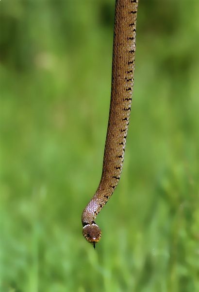 Les serpents de la forêt de Fontainebleau Couleuvre_a_collier_fontainebleau.JPG