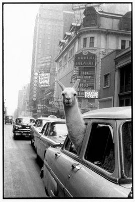 A-llama-in-Times-Square-1957-Inge-Morath