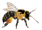 abeille.gif