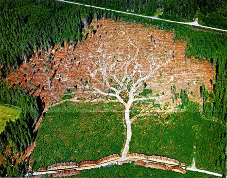 deforestation.jpg