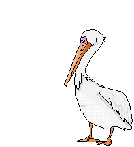 pelican 011-copie-1