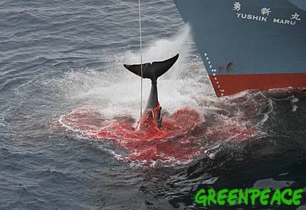 baleine-chasse.jpg