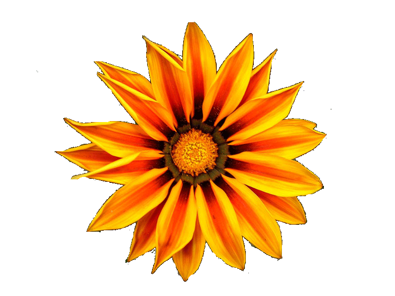 fleur orange 020410