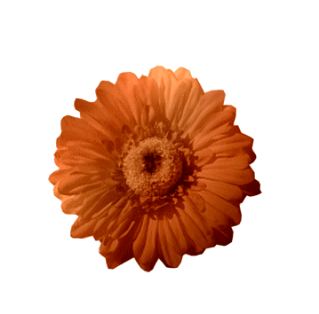fleur orange 2810