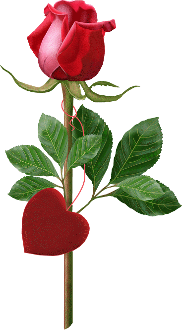 clipart gratuit rose rouge - photo #49