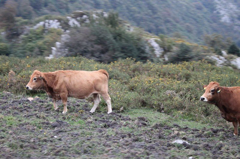 5 Sur la route du lac de Covadonga (18)