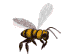 abeilles-07