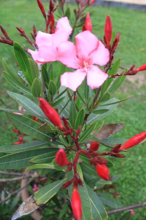 Les fleurs de mon jardin (10)