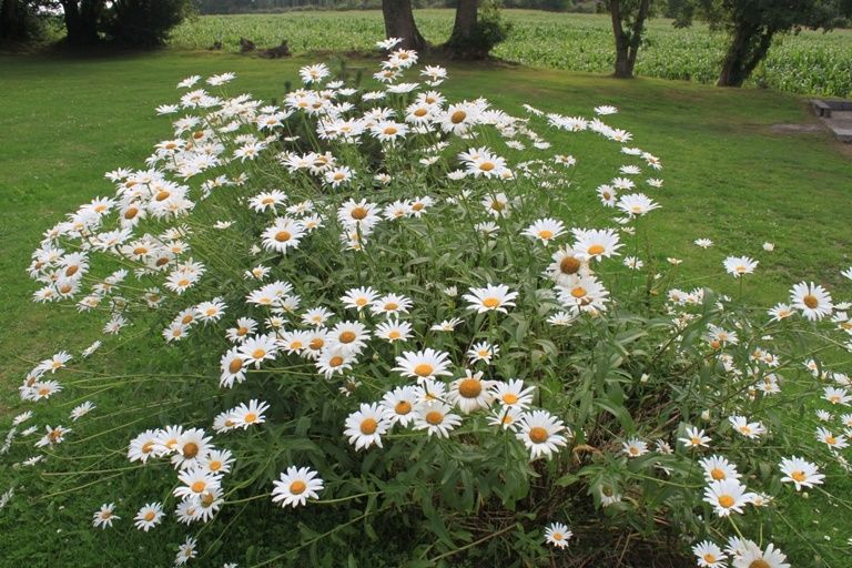 Les fleurs de mon jardin (5)