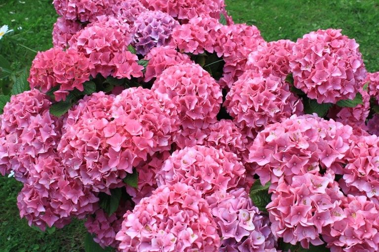 Les fleurs de mon jardin (6)