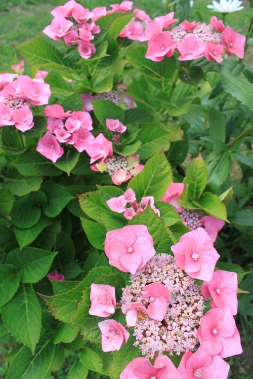 Les fleurs de mon jardin (8)
