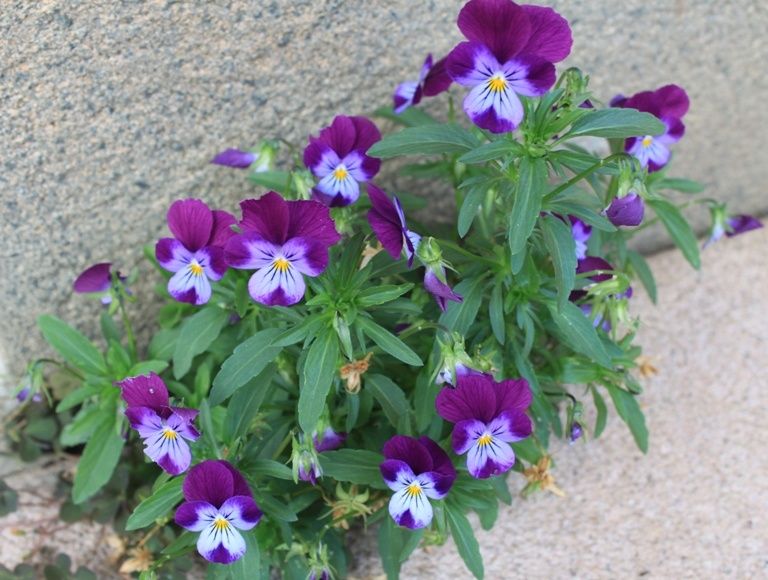 Les fleurs de mon jardin