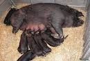 cochons noirs