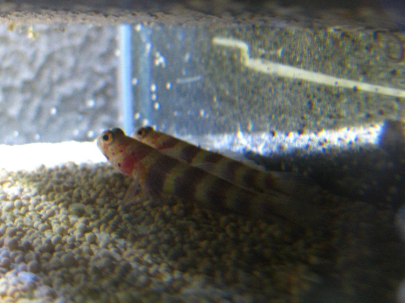 amblyeleotris wheeleri