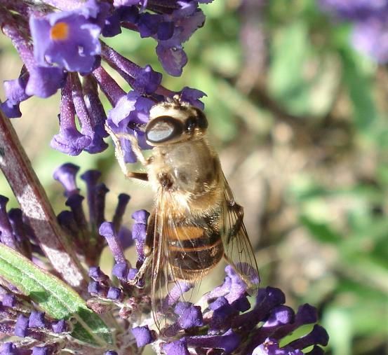 Copie de syrphe 2 juin 2010