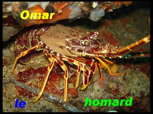 homard.jpg