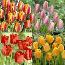 images-tulipes.jpg