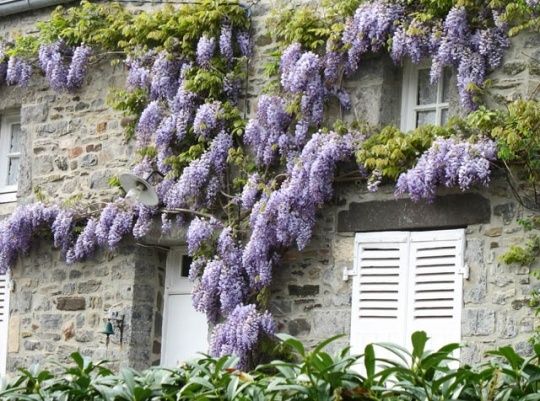 Maison glycines