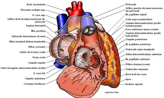 coeur-anatomie-cavites-d_imagelarge.jpg