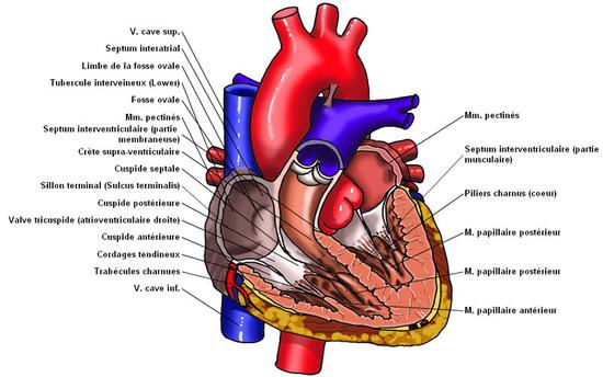 coeur-anatomie-coupe-ventricule-valve_imagelarge.jpg