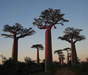 baobab-madagascar.jpg
