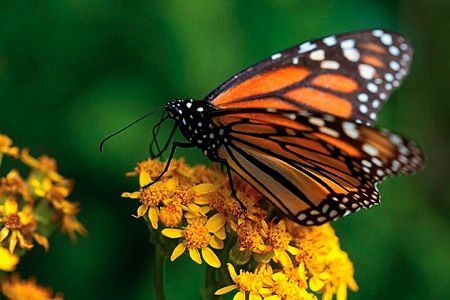papillon-monarque-film-pollen.jpg