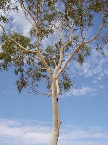 australie6