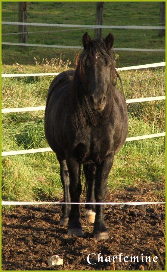 cheval noir 1b