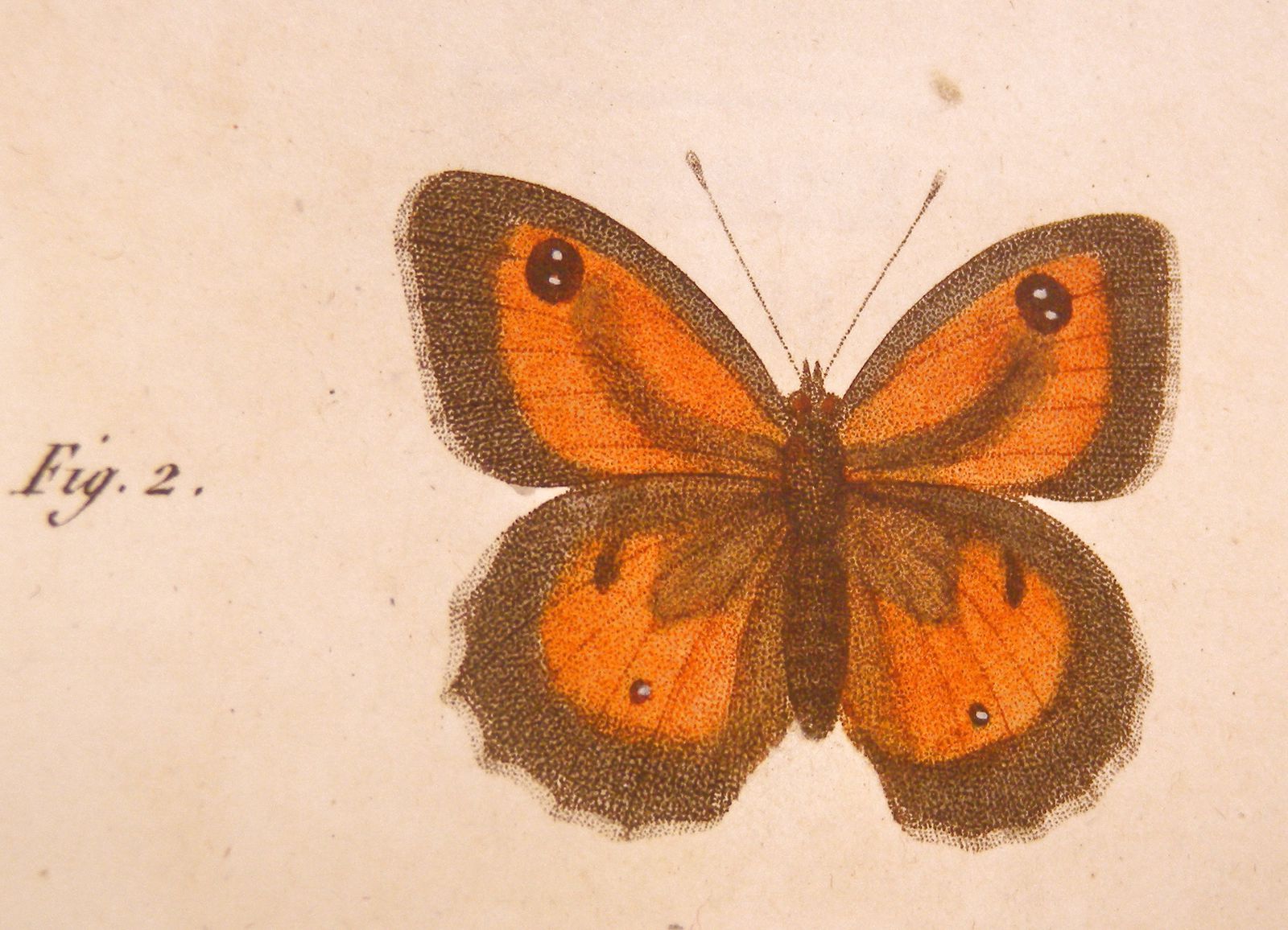 Zoonymie du papillon l'Amaryllis Pyronia tithonus. - Le blog de jean-yves  cordier