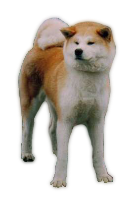akita inu