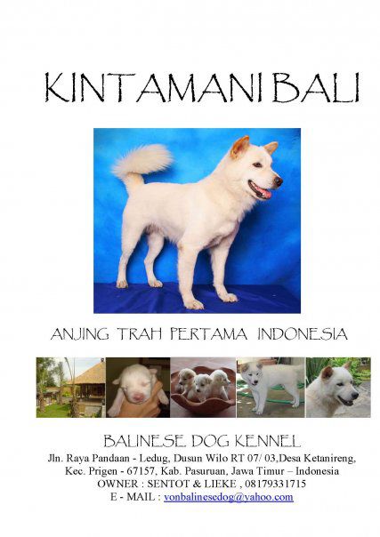 kintamani-dog-breeder-indonesia