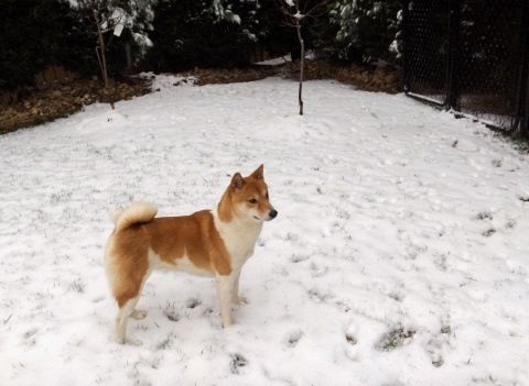 Pinto shiba 2025