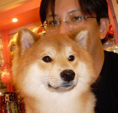 DYSON GROOM aspirateur spécial mue poils de chiens - LE BLOG DU SHIBA INU  ET DES CHIENS JAPONAIS ( SPITZ JAPONAIS , SHIKOKU  )