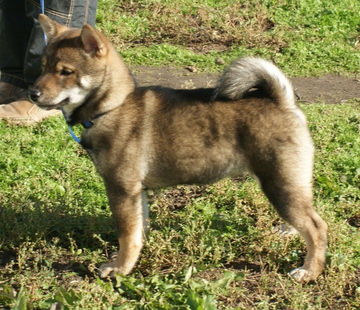 Album SHIBAINUSESAMENOIR LE BLOG DU SHIBA INU ET DES CHIENS JAPONAIS ( SPITZ JAPONAIS