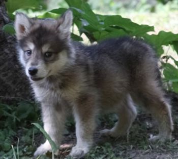 Le TAMASKAN WOLF DOG - LE BLOG DU SHIBA INU ET DES CHIENS JAPONAIS ( SPITZ  JAPONAIS , SHIKOKU ... )