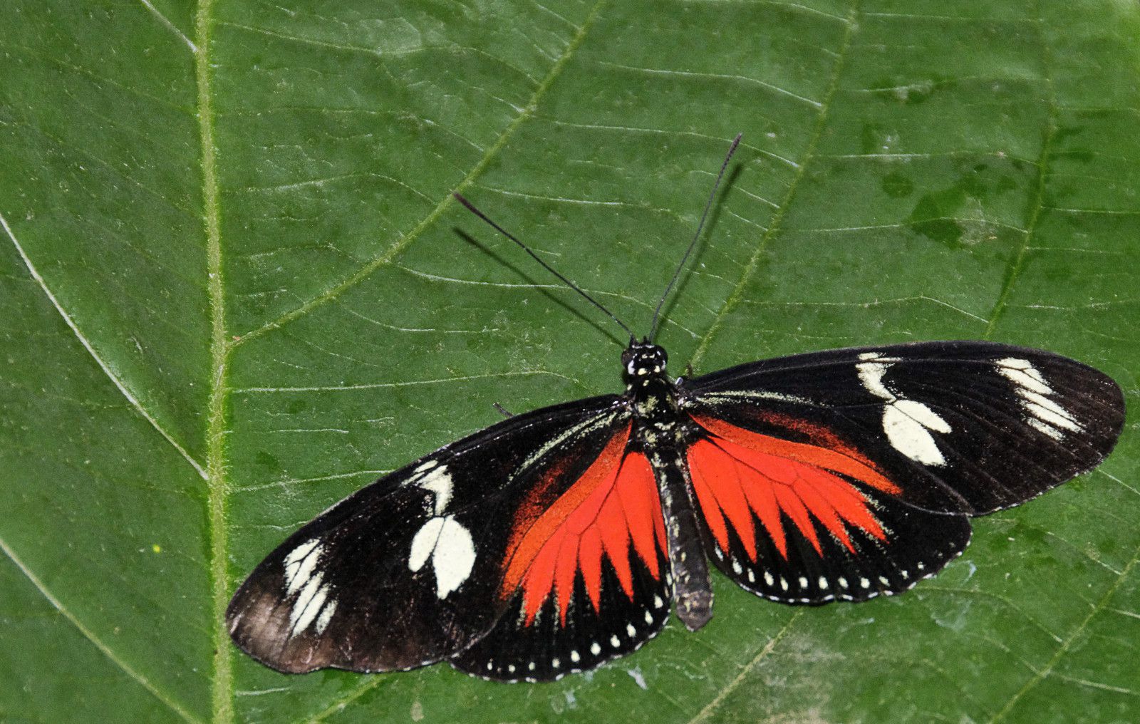 papillon rouge noir