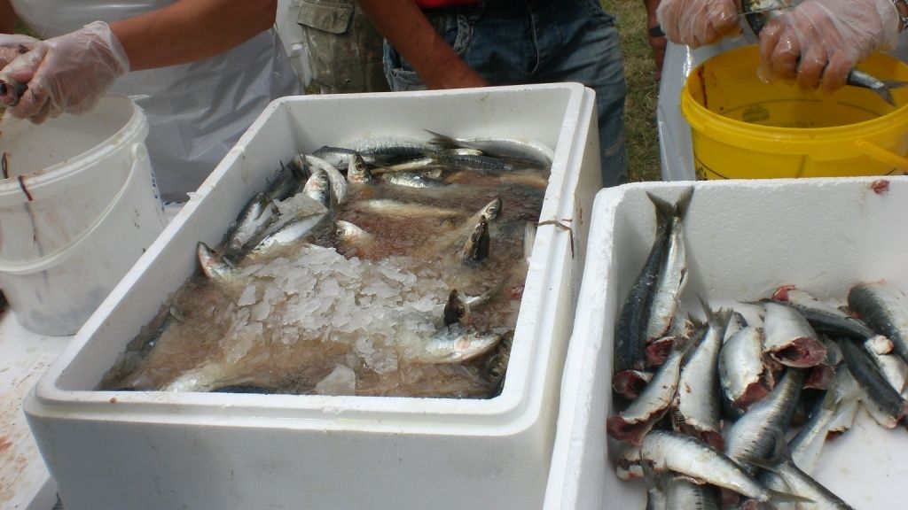 montage sardine