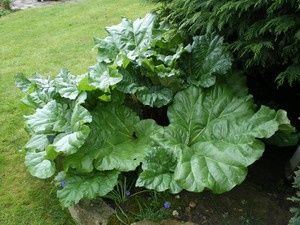 rhubarbe_jardin