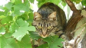 chat