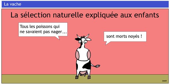 vache62.jpg