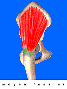 muscle-moyen-fessier.gif