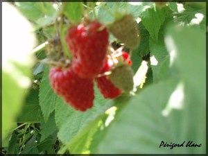 Photo_411