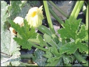 Photo_417