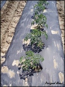 Photo_419