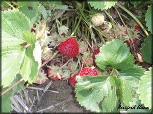 Photo_423